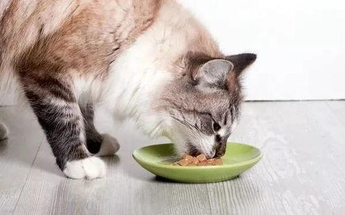 娱乐吃瓜猫咪视频,猫咪吃瓜视频大盘点