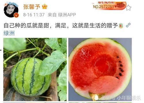 吃娱乐圈的瓜,揭秘明星幕后故事与情感纠葛