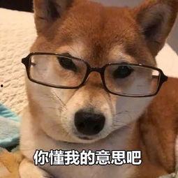 吃瓜娱乐小狗表情包,网络潮流中的萌宠风采