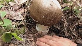 娱乐吃瓜酱野生字幕菌