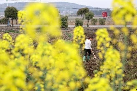 嘉禾望岗娱乐吃瓜地,揭秘网红聚集地的幕后故事